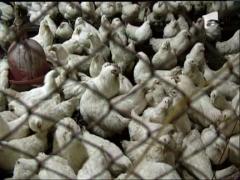 Gaina care naste pui vii exista