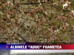 Albinele sunt pe cale de disparitie