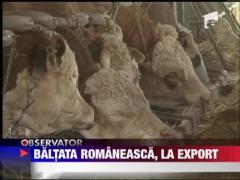 Observator de weekend