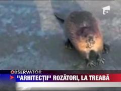 Castorii s-au intors in tara noastra