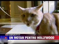 Un motan de Hollywood