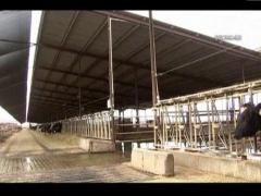 Un nou caz de boala vacii nebune a fost confirmat in SUA