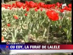 Trei tineri amendati pentru ca au furat lalele