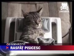 Rasfat de pisica