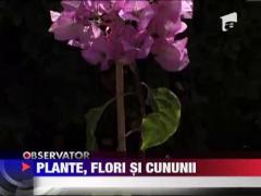 Pitesti, orasul lalelelor