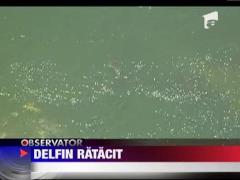Marina militara americana s-a mobilizeaza pentru a salva un delfin