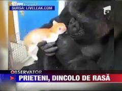 O gorila si o pisica, prieteni dincolo de rasa