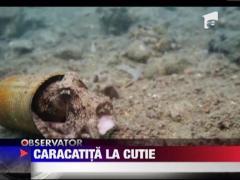 O caracatita si-a ales o conserva drept casa