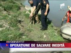 Catel salvat de pompieri, in Suceava