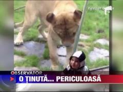 Un leu a confundat un bebelus cu un pui de zebra