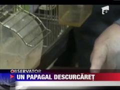 Papagalul  Piko Chanii ii intrece pe toti semenii lui