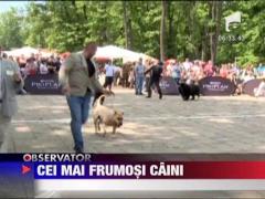 Expozitie chinologica internationala la Timisoara