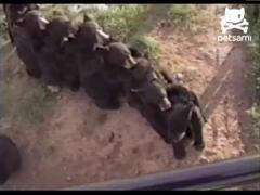 Trenulet cu ursuleti