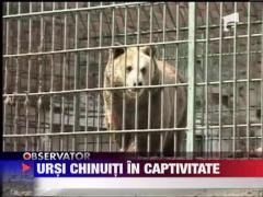 Ursi chinuiti in captivitate