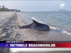 Populatia de delfini din largul tarmului romanesc este decimata de braconieri