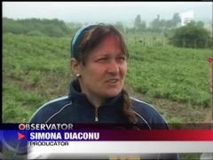 Capsunile romanesti sunt tot mai scumpe. 45 de lei pentru un kilogram