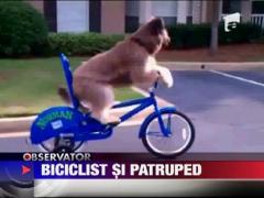 Un catel din SUA iubeste sa se plimbe cu bicicleta