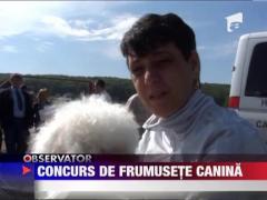 Concurs de frumusete canina la Bistrita