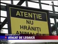 UPDATE / Barbat atacat de leu la Zoo