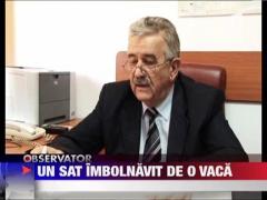 Sat imolnavit de o vaca infectata cu rabie