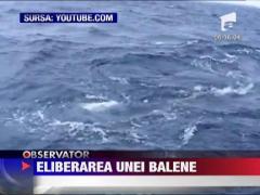 Scotia: O balena prinsa intr-o plasa de pescuit a fost salvata