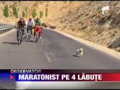 Cainele „maratonist”: a parcurs 1.700 de kilometri in 20 de zile ‎