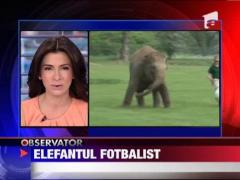 Elefant fotbalist