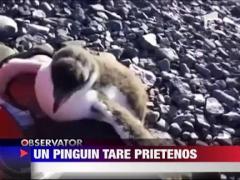 Reactia incredibila pe care o are un pui de pinguin atunci cand are primul sau contact cu un om