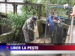 Spectacol de mii de pesti, in Tulcea