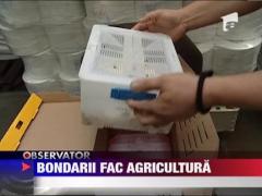 Bondarii fac agricultura