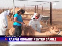 Sampon special pentru camile