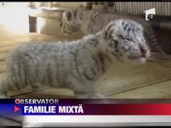 Patru pui de tigriu siberian adoptati de un caine lup