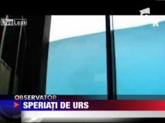 Olanda: Un urs polar a spart bazinul de sticla in care inota