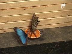 Prima casa de fluturi din Romania