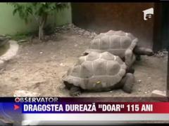 Dragostea dureaza "doar" 115 ani