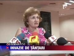 Capitala a fost invadata de tantari