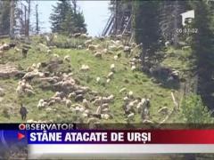 Ursii fac ravagii la stanele din Bucegii Damboviteni