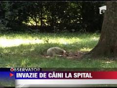 Sanatoriul TBC din Drajna terorizat de cainii maidanezi