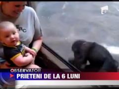 Legatura speciala intre un pui de maimuta si un bebelus