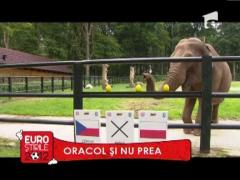 Elefantul Cita da frisoane polonezilor