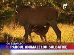 Parcul al animalelor salbatice din Harghita
