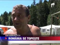 Cod galben de canicula