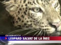 Leopard salvat de la inec
