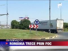 Cod portocaliu de canicula