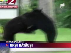 Doi ursi s-au luat la bataie in curtea unei case