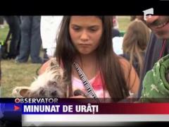 Cei mai urati caini din lume