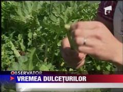 A inceput sezonul de preparat dulceturi
