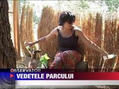 Doua caprioare, vedetele parcului din Lunca Muresului