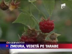 Observator 13 Weekend