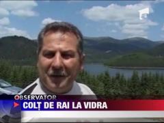 Colt de rai la Vidra
